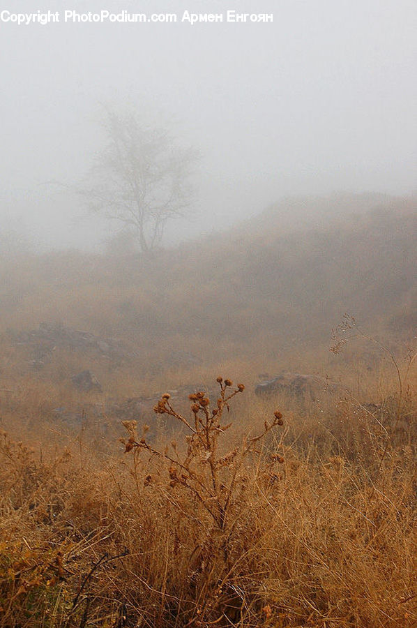 Fog, Mist, Outdoors, Field, Grass, Grassland, Plant
