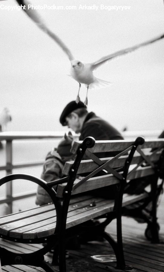 People, Person, Human, Bird, Seagull, Bench, Portrait