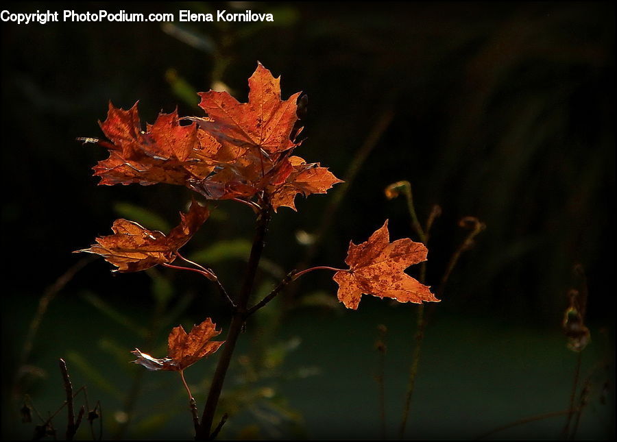 Maple, Maple Leaf, Plant, Blossom, Flora, Flower, Geranium