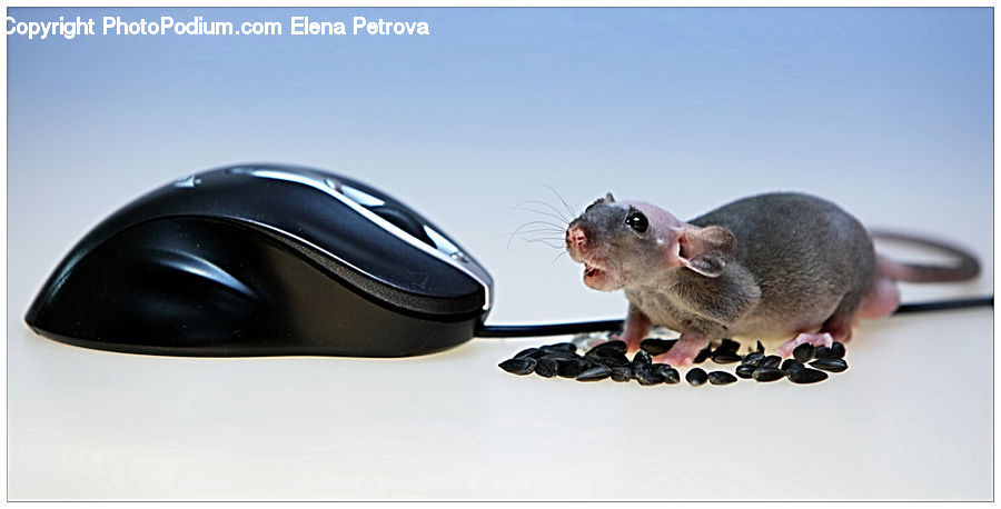 Animal, Mammal, Rodent, Chinchilla