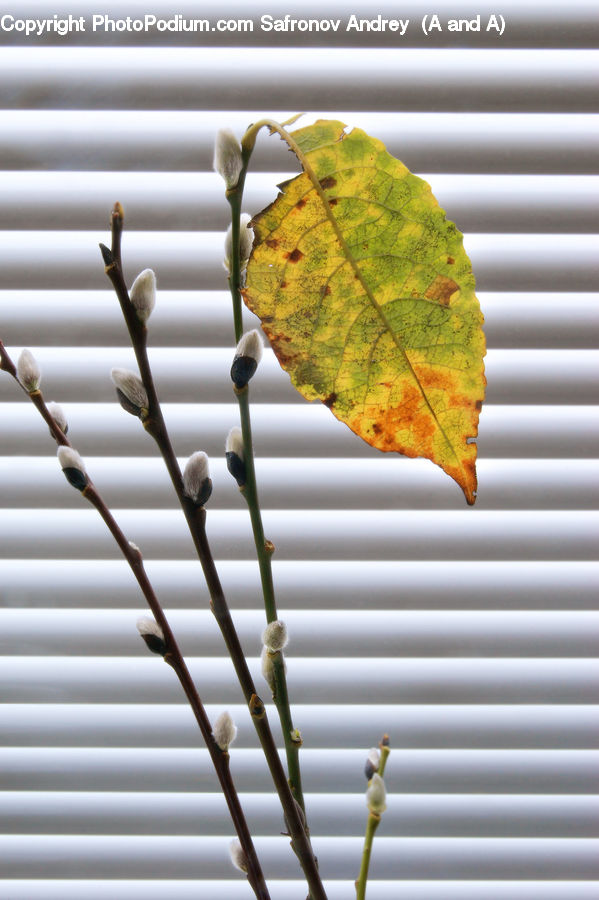 Curtain, Window, Window Shade, Leaf, Plant, Maple, Maple Leaf