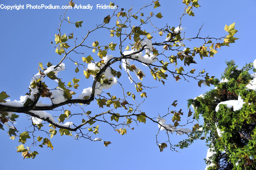 Blossom, Flora, Flower, Plant, Conifer, Tree, Wood