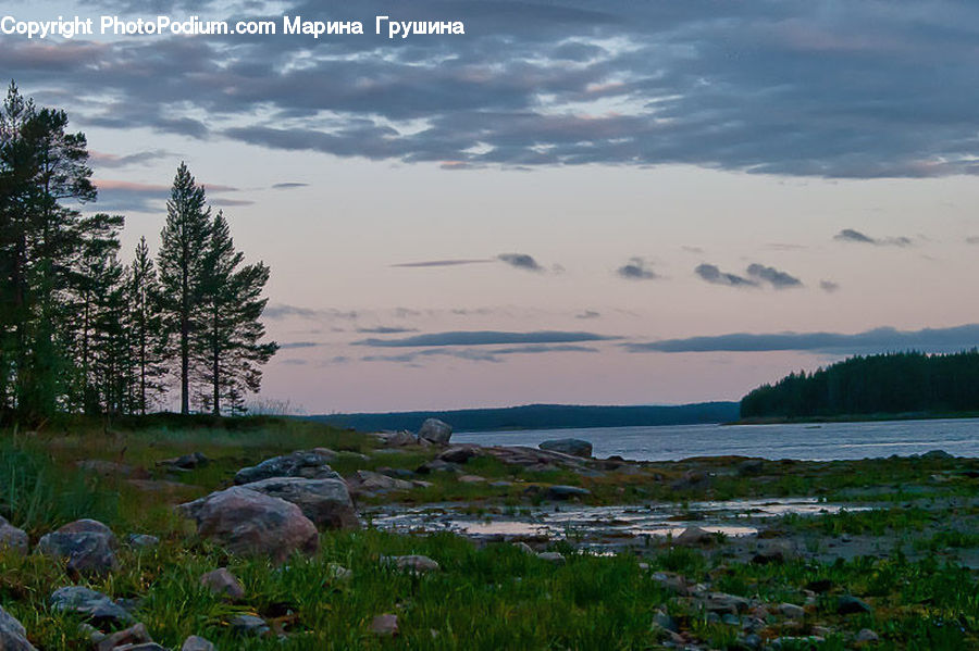 Conifer, Fir, Spruce, Wood, Pine, Plant, Tree