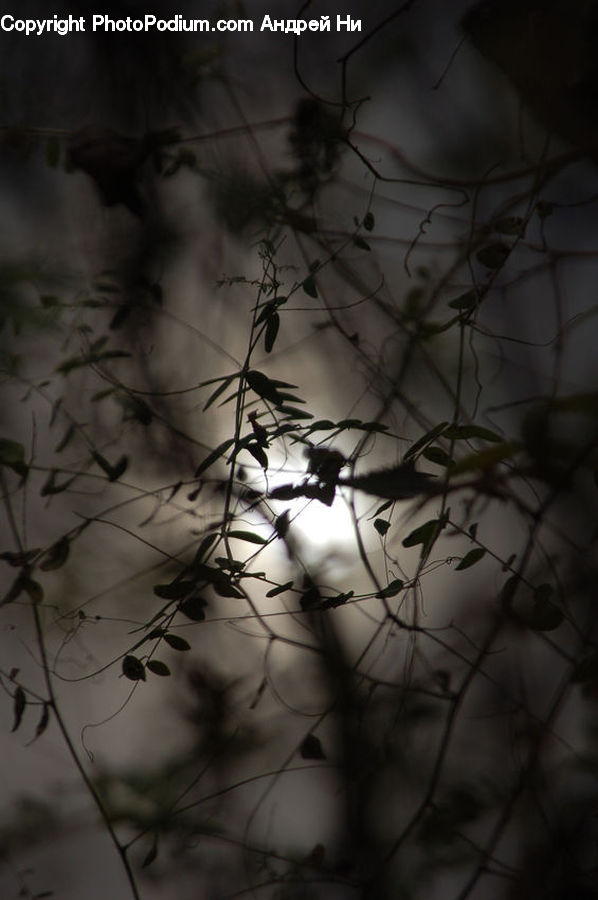 Birch, Tree, Wood, Blossom, Flora, Flower, Plant