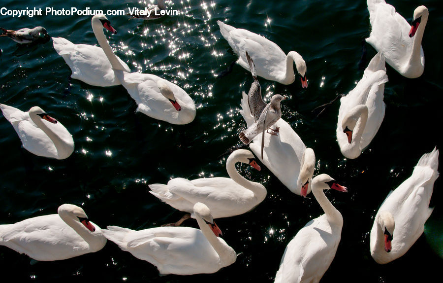 People, Person, Human, Bird, Swan, Waterfowl, Carp