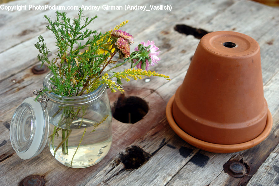 Plant, Potted Plant, Blossom, Flora, Flower, Bonsai, Tree