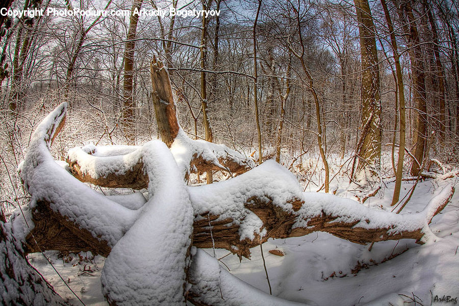 Ice, Outdoors, Snow, Antler, Birch, Tree, Wood