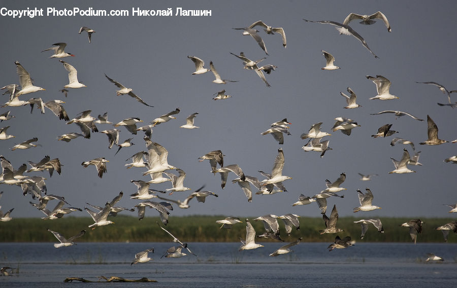 Flock, Bird, Flying, Seagull, Pelican, Crane Bird, Heron