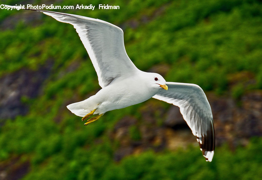 Bird, Seagull, Beak, Booby