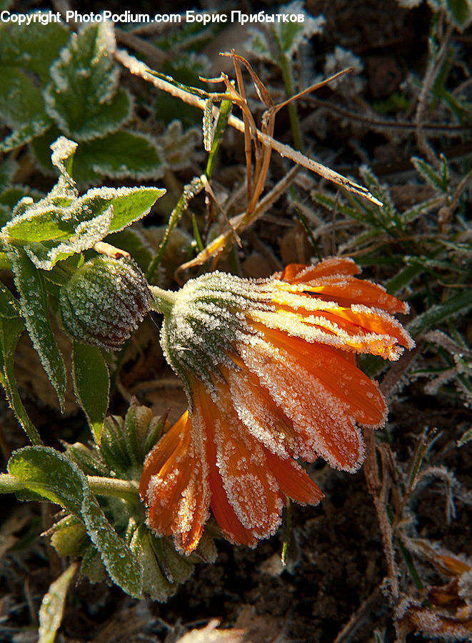 Frost, Ice, Outdoors, Snow, Agaric, Amanita, Fungus