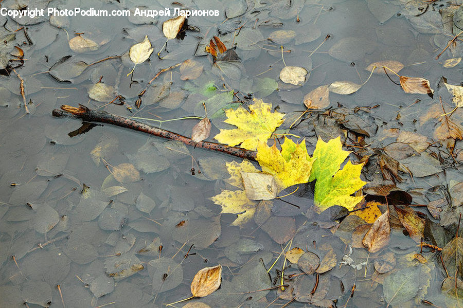 Butterfly, Insect, Invertebrate, Moth, Fossil, Pavement, Maple