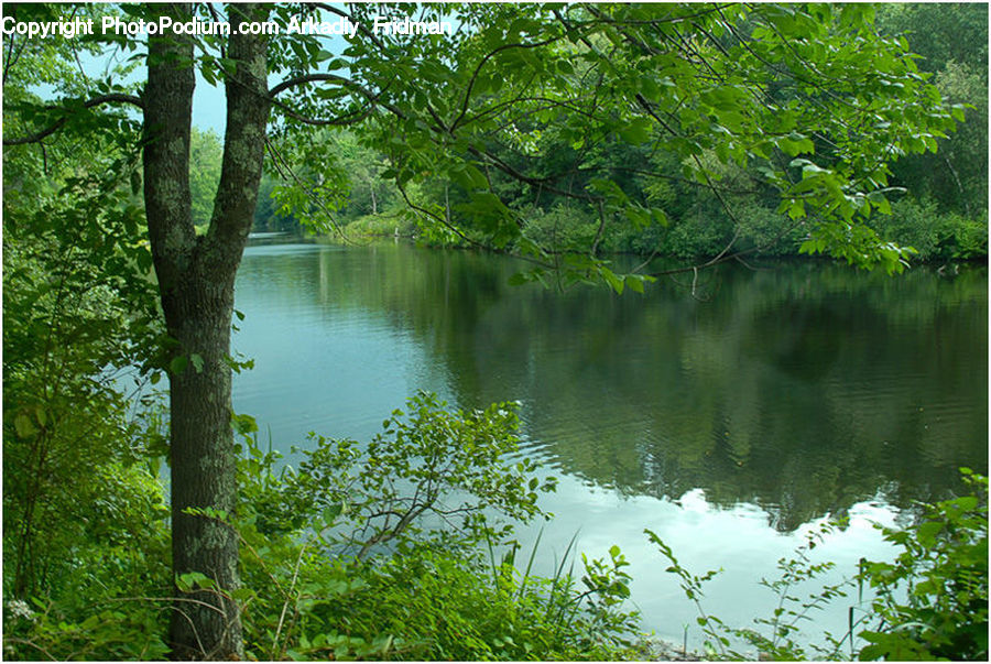 Outdoors, Pond, Water, Forest, Vegetation, Blossom, Flora