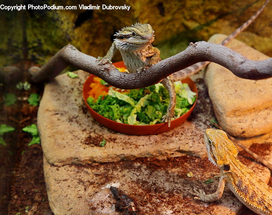 Plant, Potted Plant, Lizard, Reptile, Snake, Soil, Animal