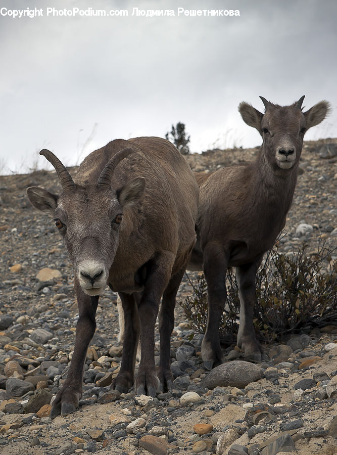 Animal, Deer, Mammal, Wildlife, Goat, Mountain Goat