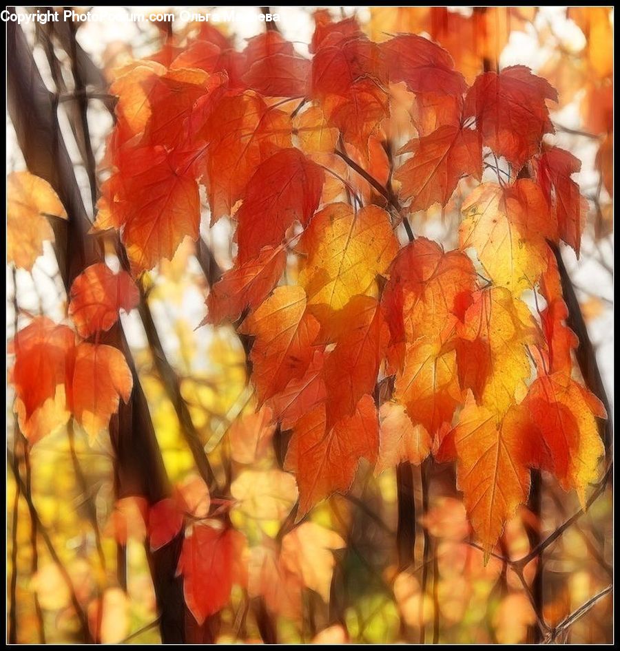 Plant, Vine, Collage, Poster, Art, Maple, Tree