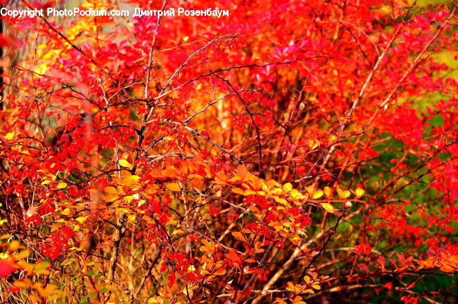 Maple, Tree, Wood, Plant, Blossom, Flora, Flower