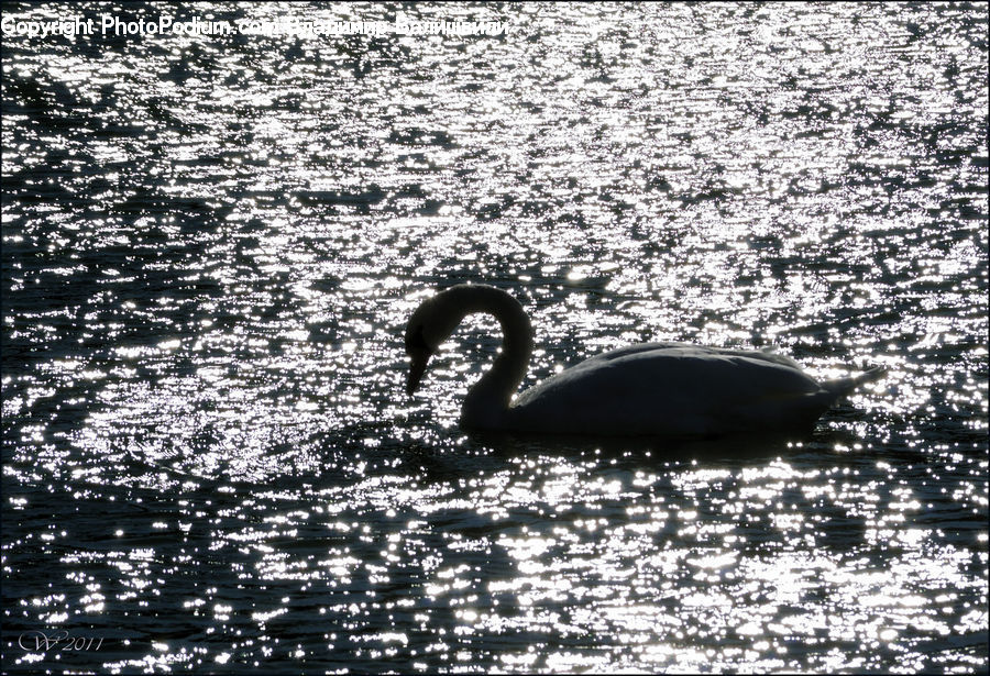 Bird, Waterfowl, Outdoors, Ripple, Water