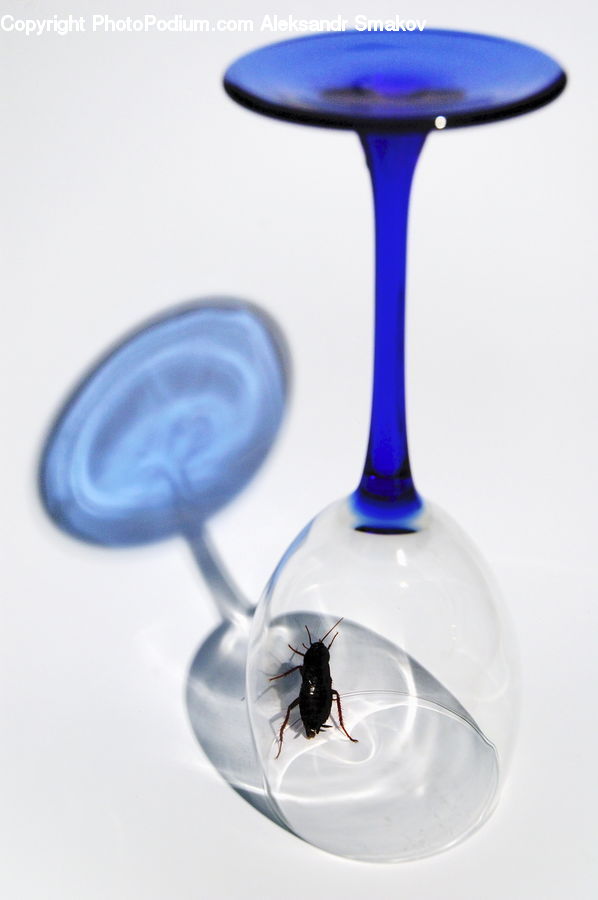 Ant, Insect, Invertebrate, Glass, Goblet, Cockroach