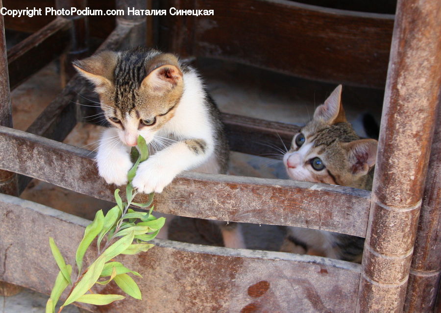 Abyssinian, Animal, Cat, Mammal, Pet, Kitten