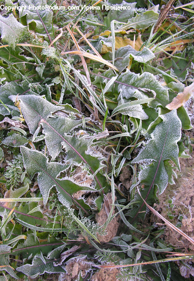 Frost, Ice, Outdoors, Snow, Cabbage, Kale, Produce