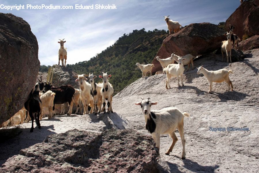 Animal, Cattle, Mammal, Goat, Mountain Goat, Bull, Yak