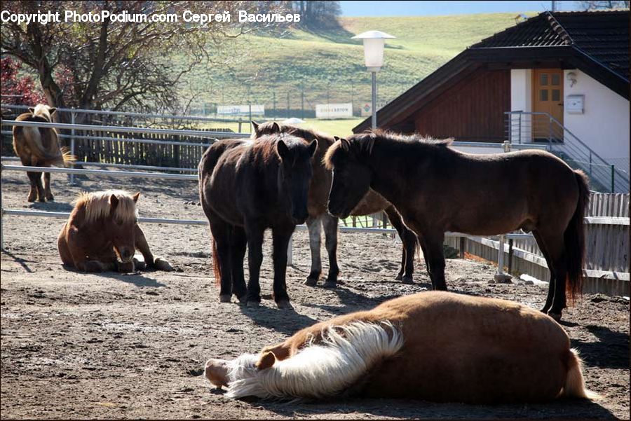 Animal, Horse, Mammal, Countryside, Farm, Pasture, Ranch