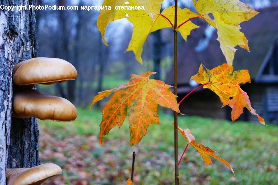 Maple, Maple Leaf, Plant, Veins, Tree, Wood, Vine