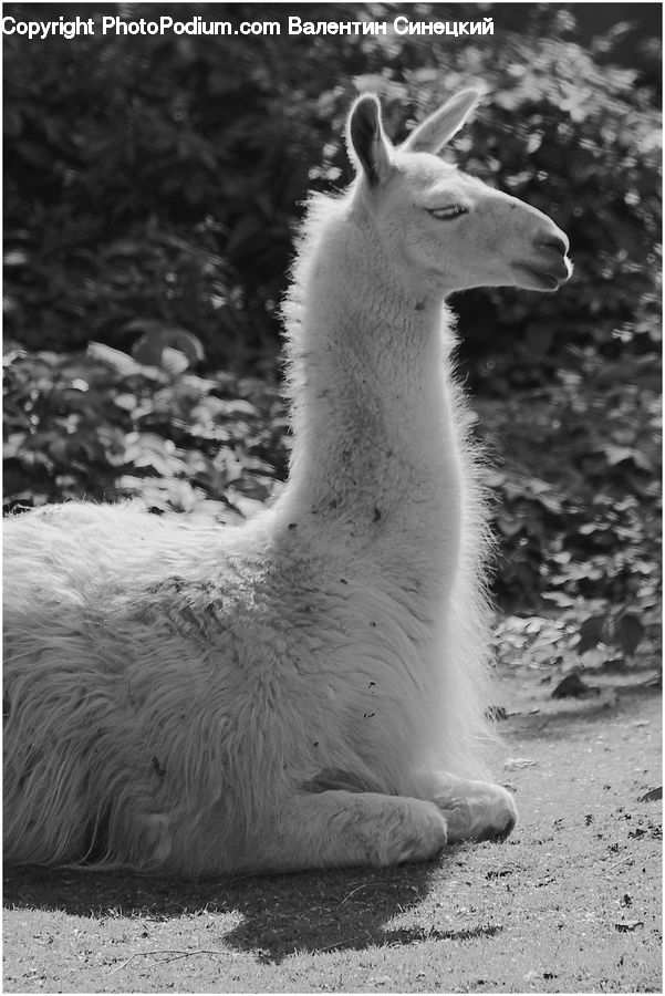 Alpaca, Animal, Llama, Wool, Zoo, Mammal, Outdoors