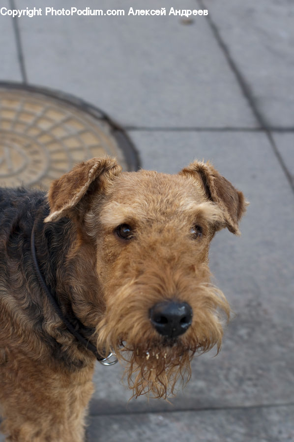 Animal, Canine, Dog, Mammal, Pet, Terrier, Airedale