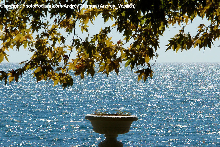 Maple, Tree, Wood, Boat, Rowboat, Vessel, Hotel