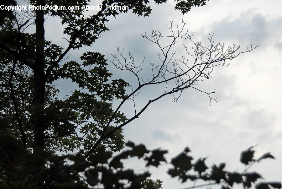 Silhouette, Plant, Tree, Forest, Vegetation, Bird, Blackbird