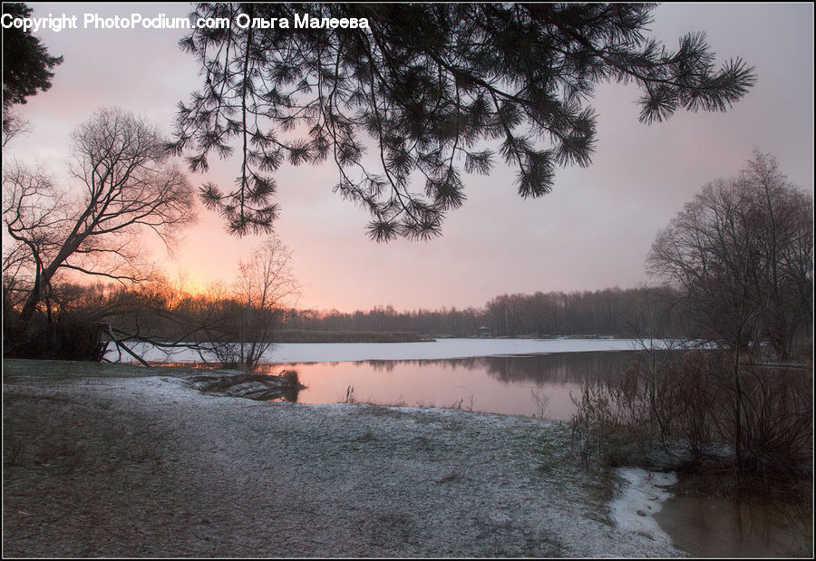 Plant, Potted Plant, Frost, Ice, Outdoors, Snow, River