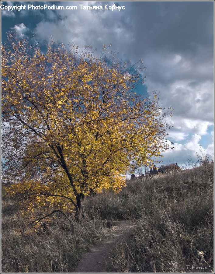 Birch, Tree, Wood, Conifer, Fir, Plant, Dirt Road