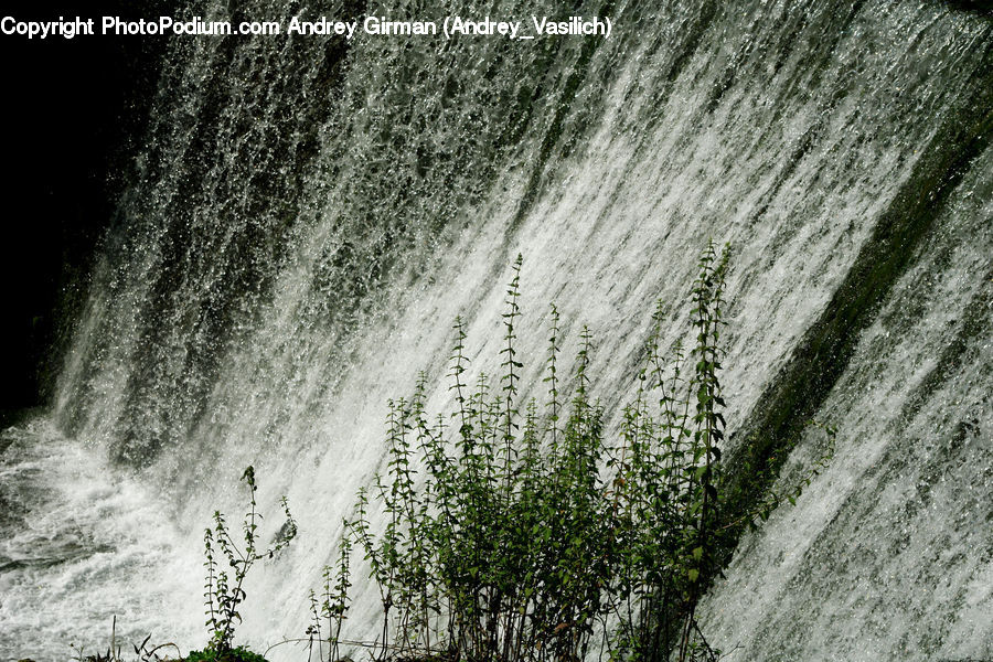 Ivy, Plant, Vine, Outdoors, River, Water, Waterfall