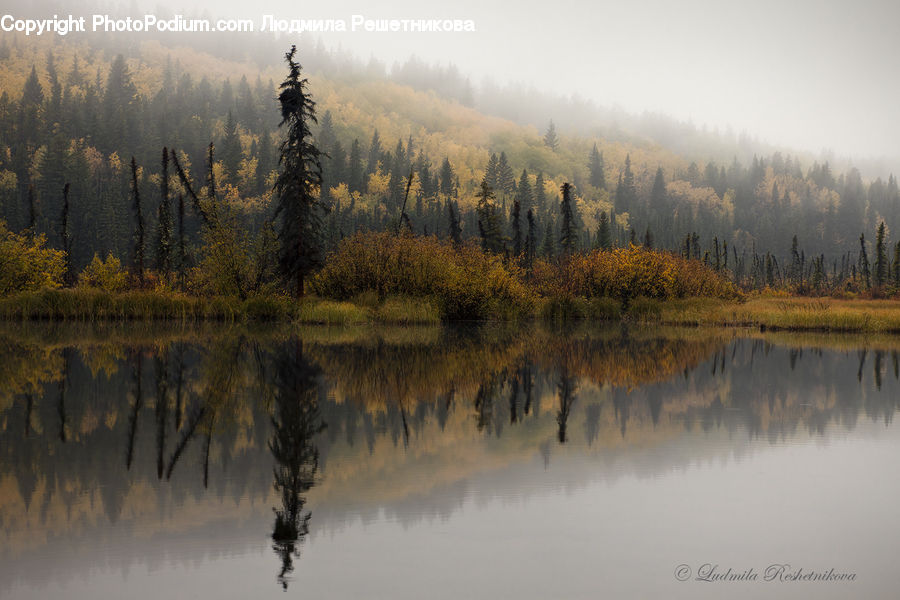 Dawn, Dusk, Sky, Sunrise, Sunset, Conifer, Larch