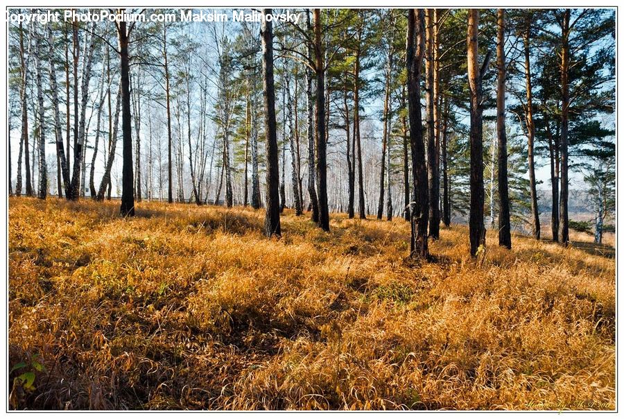 Forest, Vegetation, Birch, Tree, Wood, Grove, Land