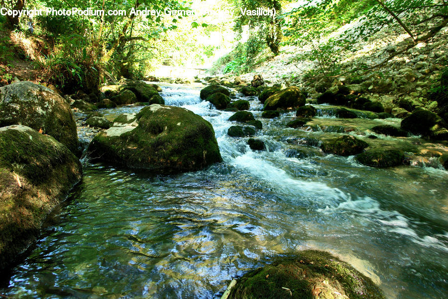 Creek, Outdoors, River, Water, Forest, Jungle, Rainforest