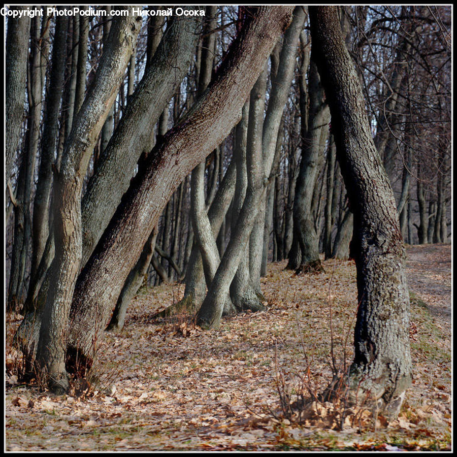 Forest, Vegetation, Plant, Tree, Conifer, Fir, Oak