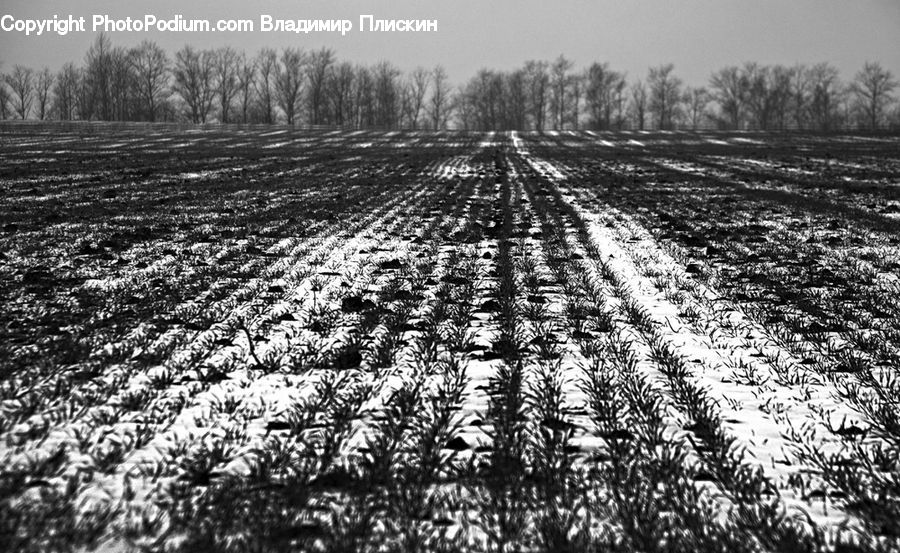 Field, Soil, Countryside, Outdoors, Farm, Blossom, Flora