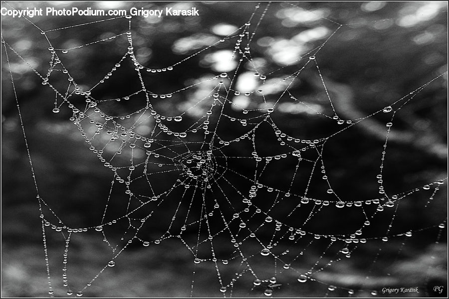 Insect, Spider Web, Water, Arachnid, Argiope, Garden Spider, Spider