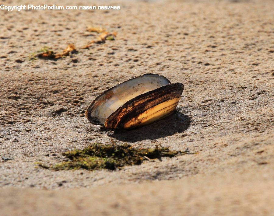 Clam, Seashell, Dung Beetle, Insect, Invertebrate, Outdoors, Sand