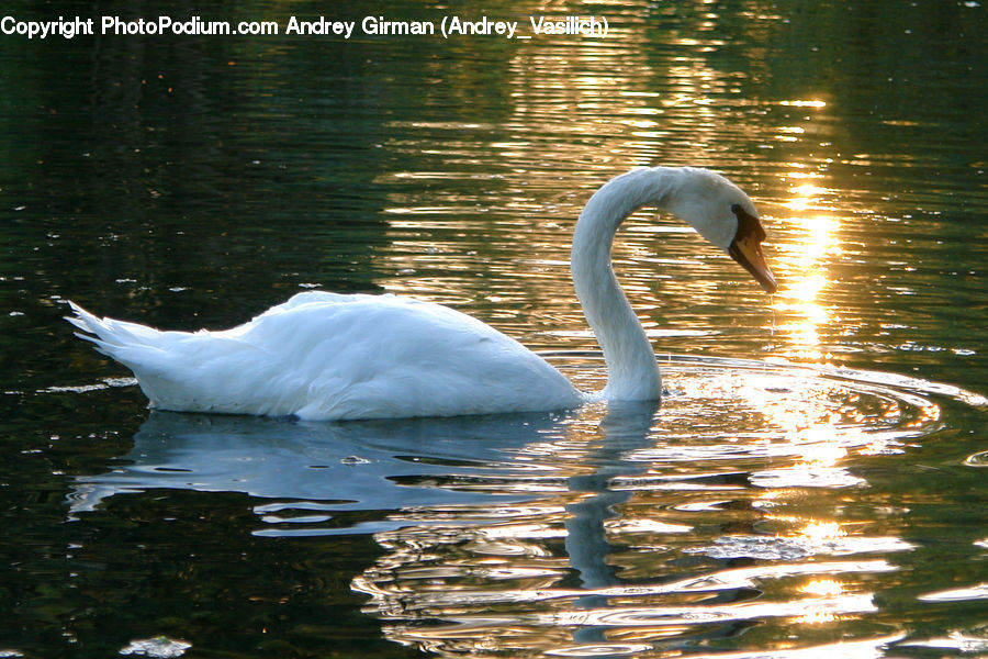 Bird, Swan, Waterfowl, Crane Bird, Heron, Ardeidae, Outdoors