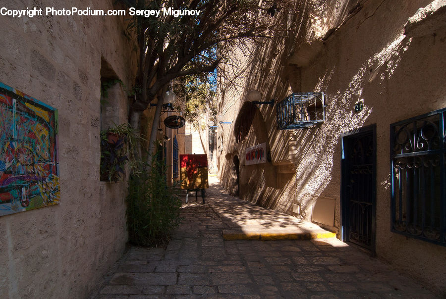 Plant, Potted Plant, Alley, Alleyway, Road, Street, Town