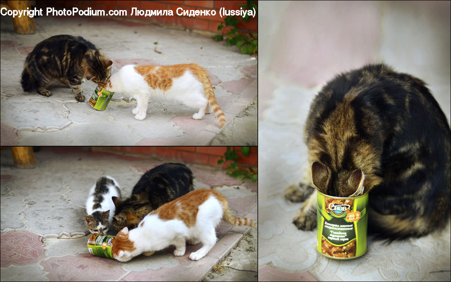 Plant, Potted Plant, Animal, Cat, Mammal, Pet, Canine