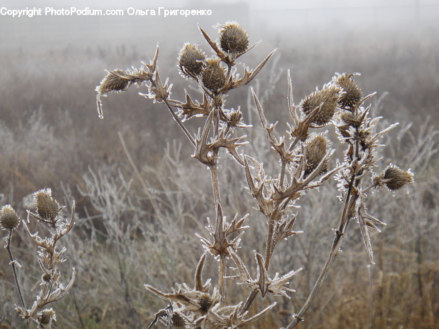 Frost, Ice, Outdoors, Snow, Field, Grass, Grassland