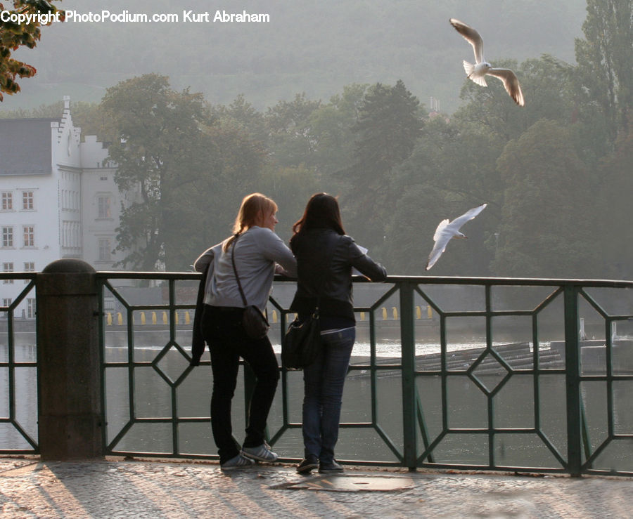 Human, People, Person, Bird, Seagull, Leisure Activities, Walking