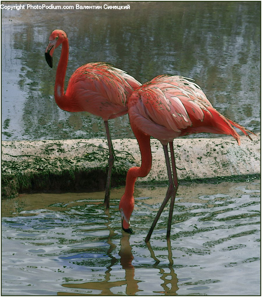 Bird, Flamingo, Flock