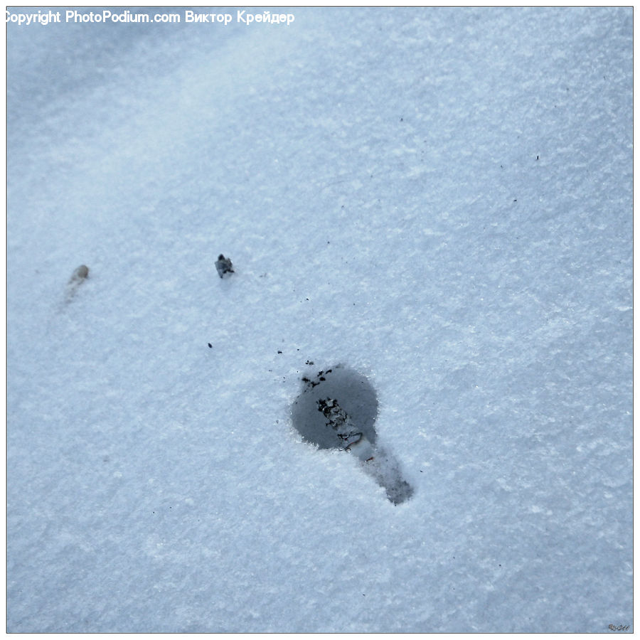 Bird, Grouse, Ptarmigan