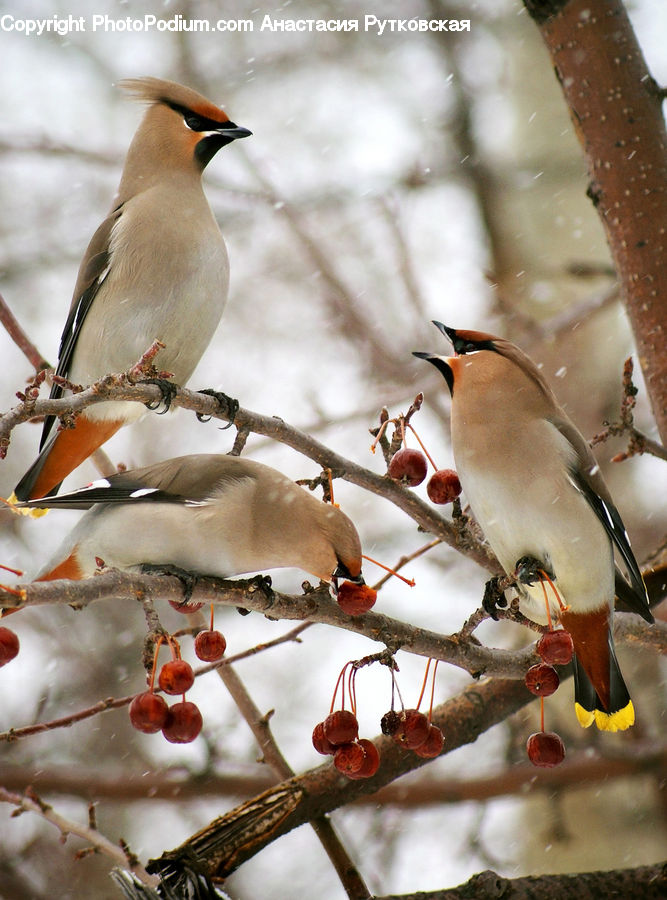 Bird, Blue Jay, Bluebird, Jay, Booby, Beak, Bee Eater