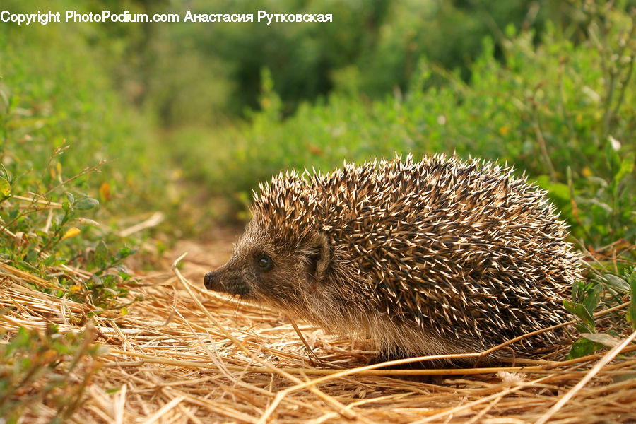 Animal, Hedgehog, Mammal, Porcupine, Rodent